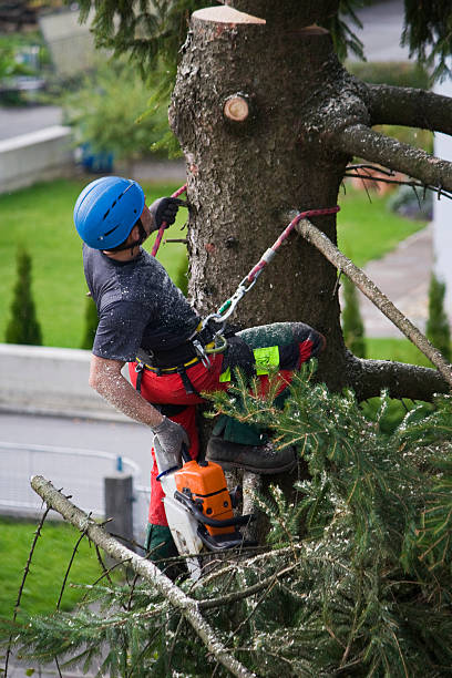 Reliable Homosassa, FL Tree Removal Solutions